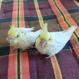 Cockatiel Baby