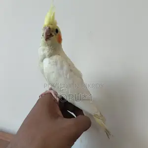 Cockatiel Baby