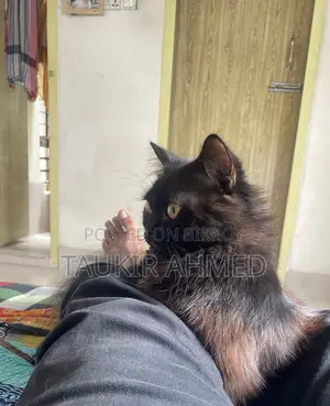 6-12 months Male Purebred Persian