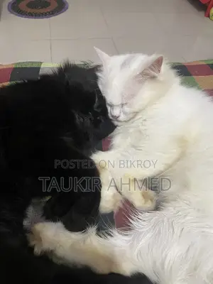 6-12 months Male Purebred Persian