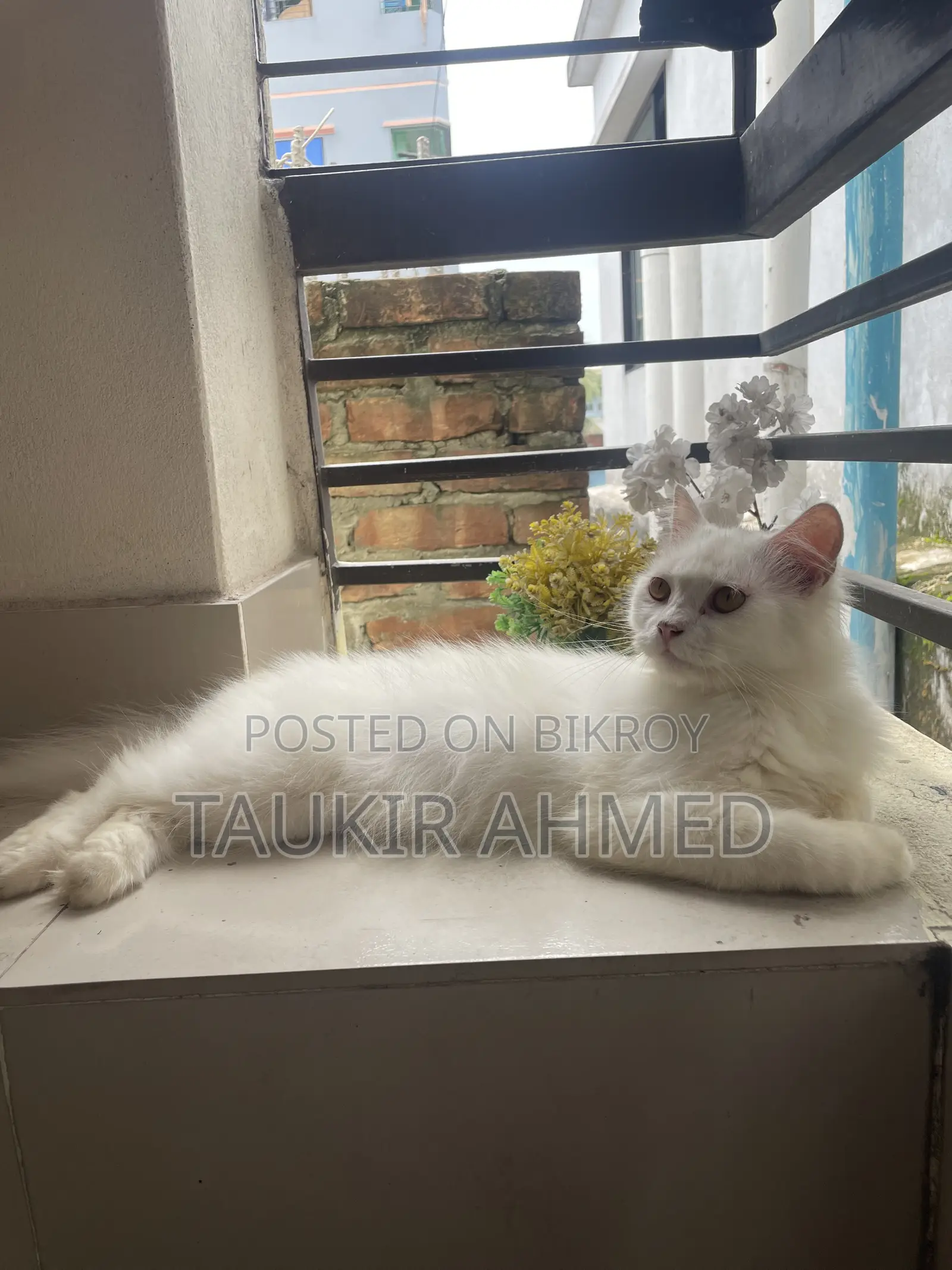 6-12 months Male Purebred Persian