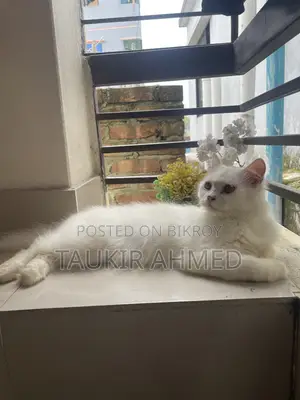 6-12 months Male Purebred Persian