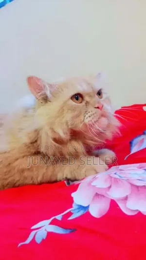 1+ year Male Purebred Persian