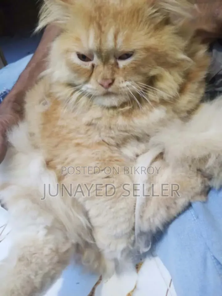 1+ year Male Purebred Persian