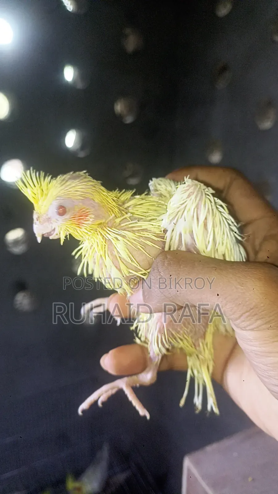 Tame Size Lutino Cockatiel Baby.
