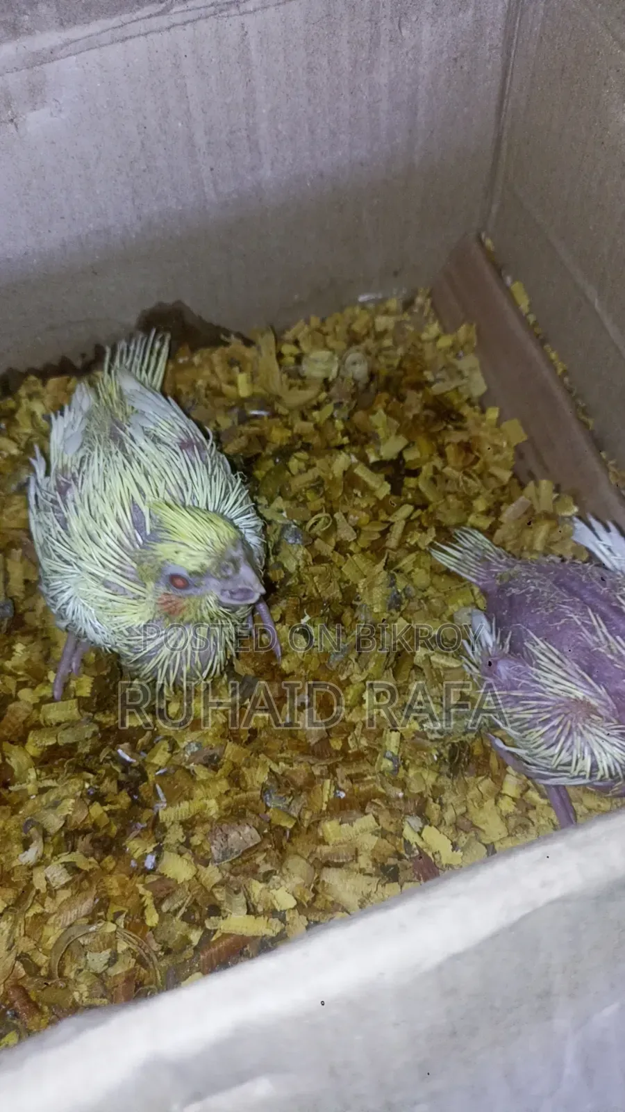 Tame Size Lutino Cockatiel Baby.