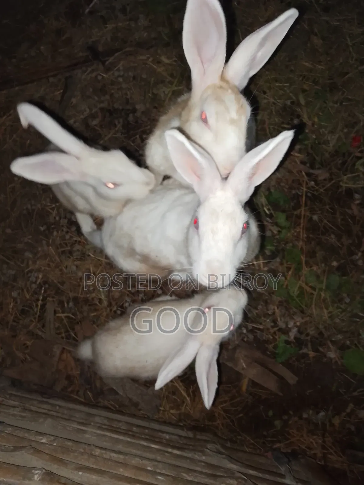 Female rabbit for sale