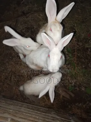 Female rabbit for sale