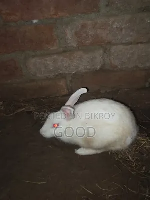 Female rabbit for sale