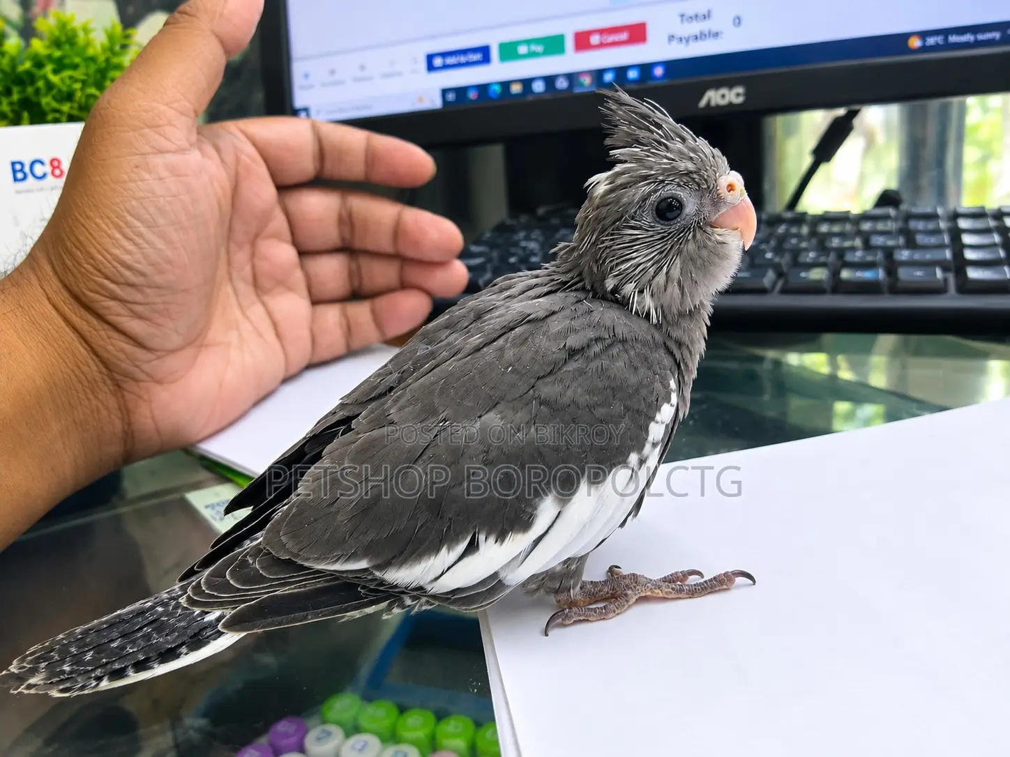 Kokatel Baby