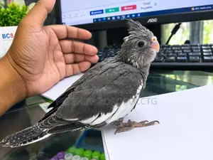 Kokatel Baby