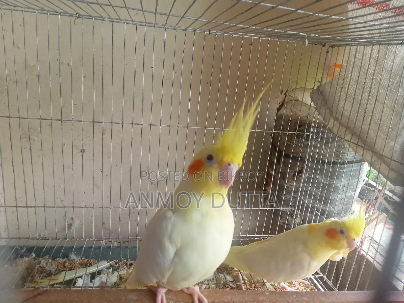 Lutino Cockatiel Pair (Heavy Pearl) Male Female Confirm