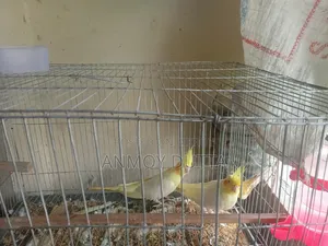 Lutino Cockatiel Pair (Heavy Pearl) Male Female Confirm