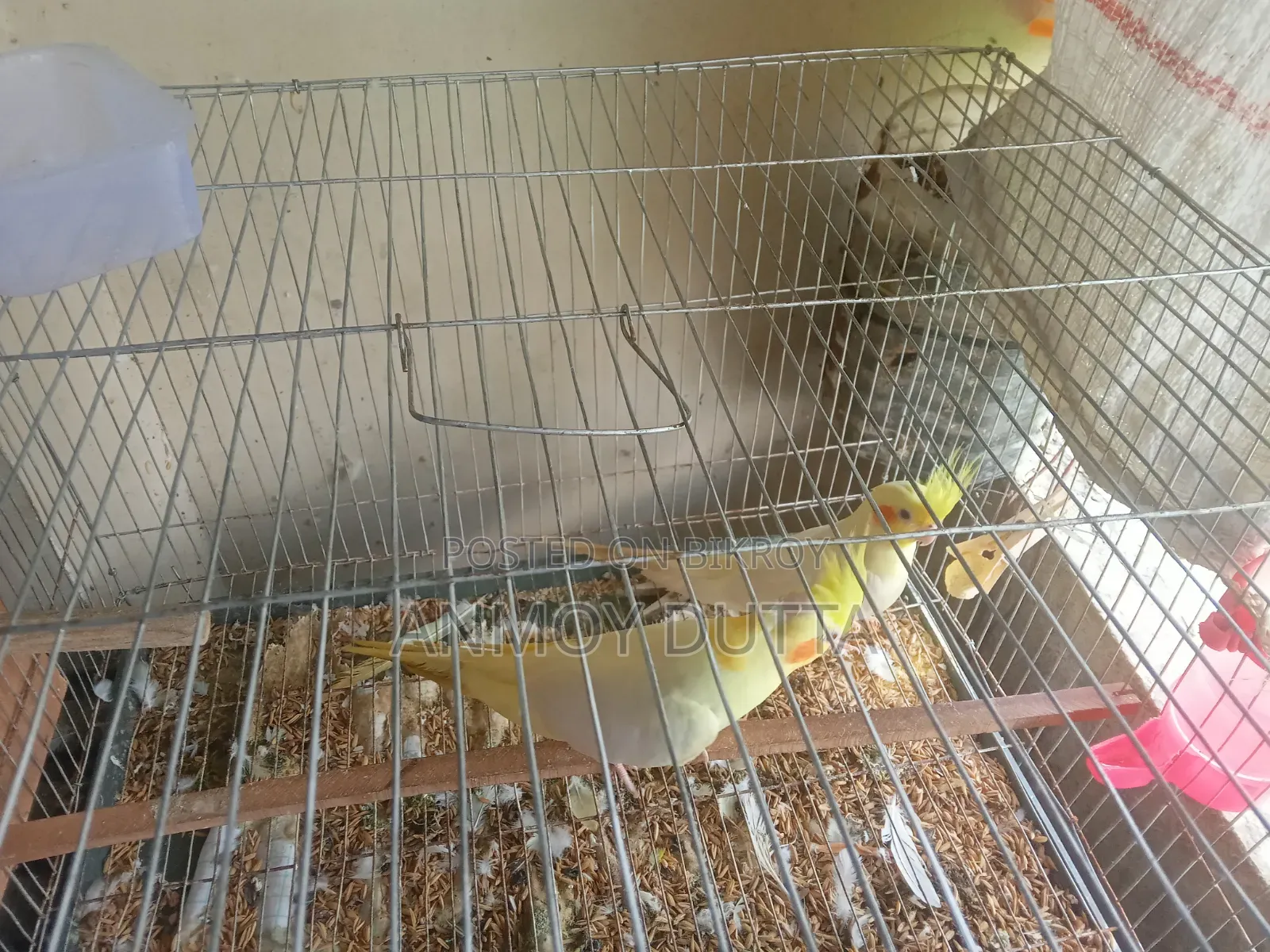 Lutino Cockatiel Pair (Heavy Pearl) Male Female Confirm