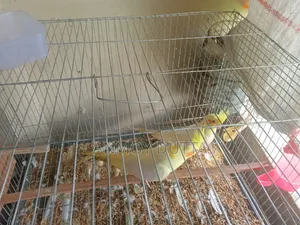 Lutino Cockatiel Pair (Heavy Pearl) Male Female Confirm