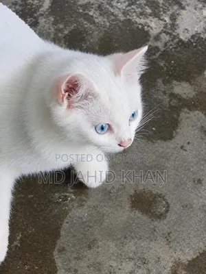 3-6 months Male Purebred Persian