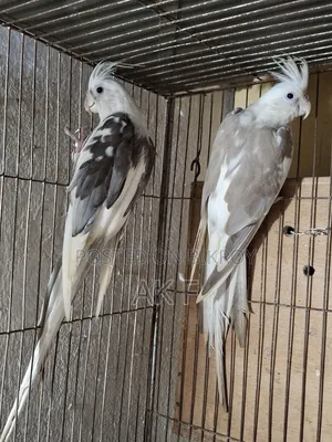 1 pair of breeding Cockatiel