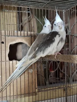 1 pair of breeding Cockatiel