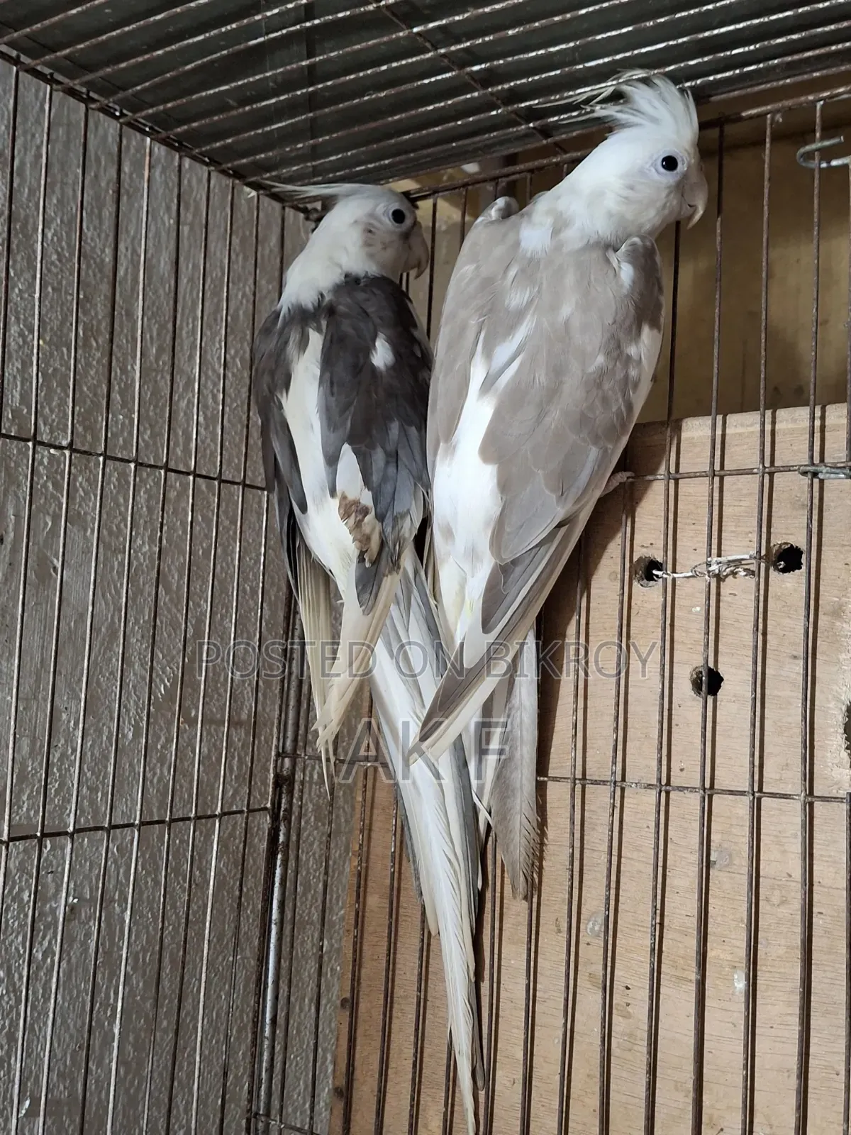 1 pair of breeding Cockatiel