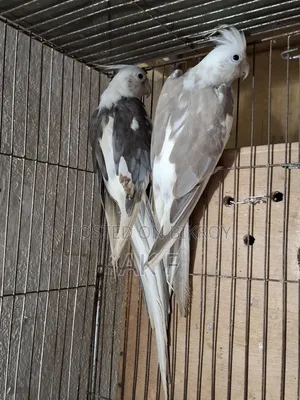 1 pair of breeding Cockatiel