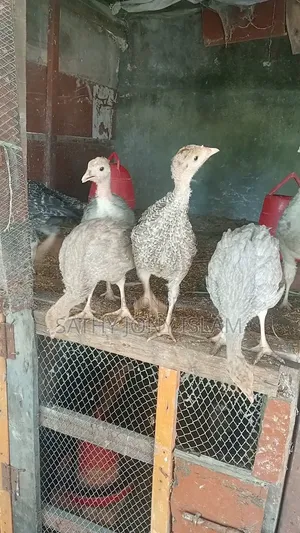 Turkey Chicks