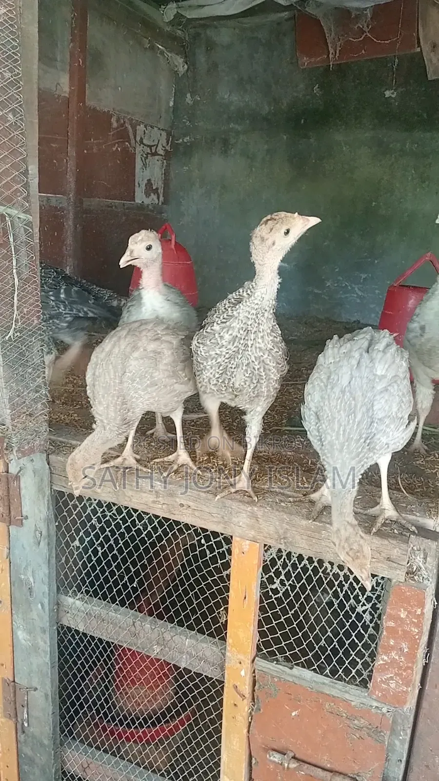 Turkey Chicks