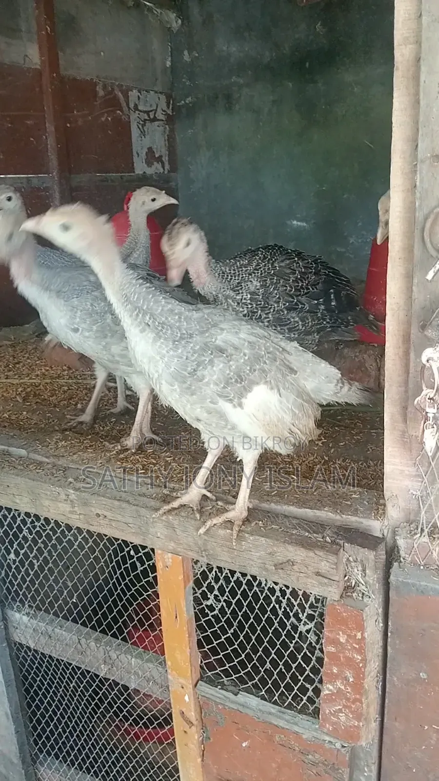 Turkey Chicks