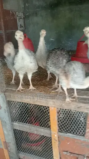 Turkey Chicks