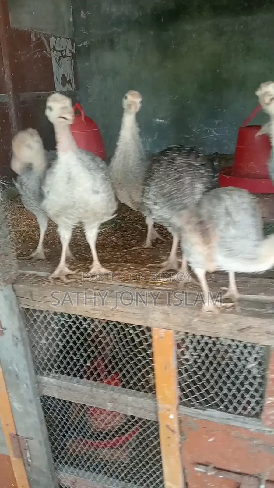 Turkey Chicks