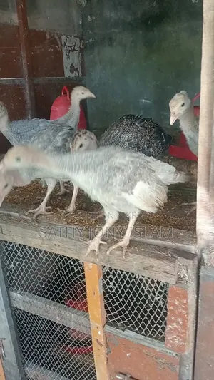 Turkey Chicks