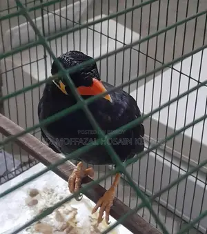 Myna bird for sale