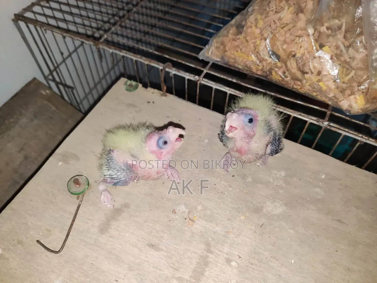 1 pair of breeding Cockatiel