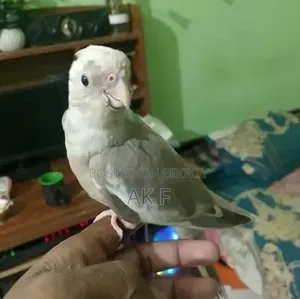 1 pair of breeding Cockatiel