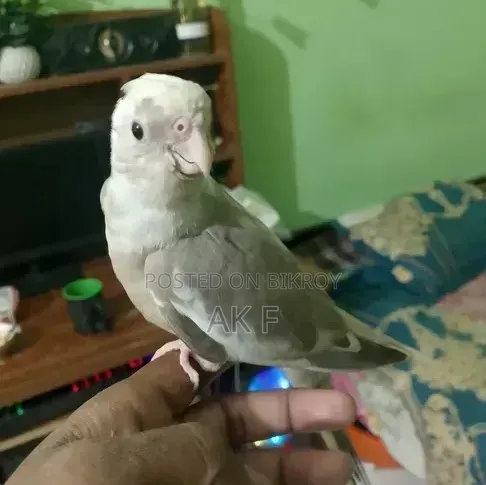 1 pair of breeding Cockatiel