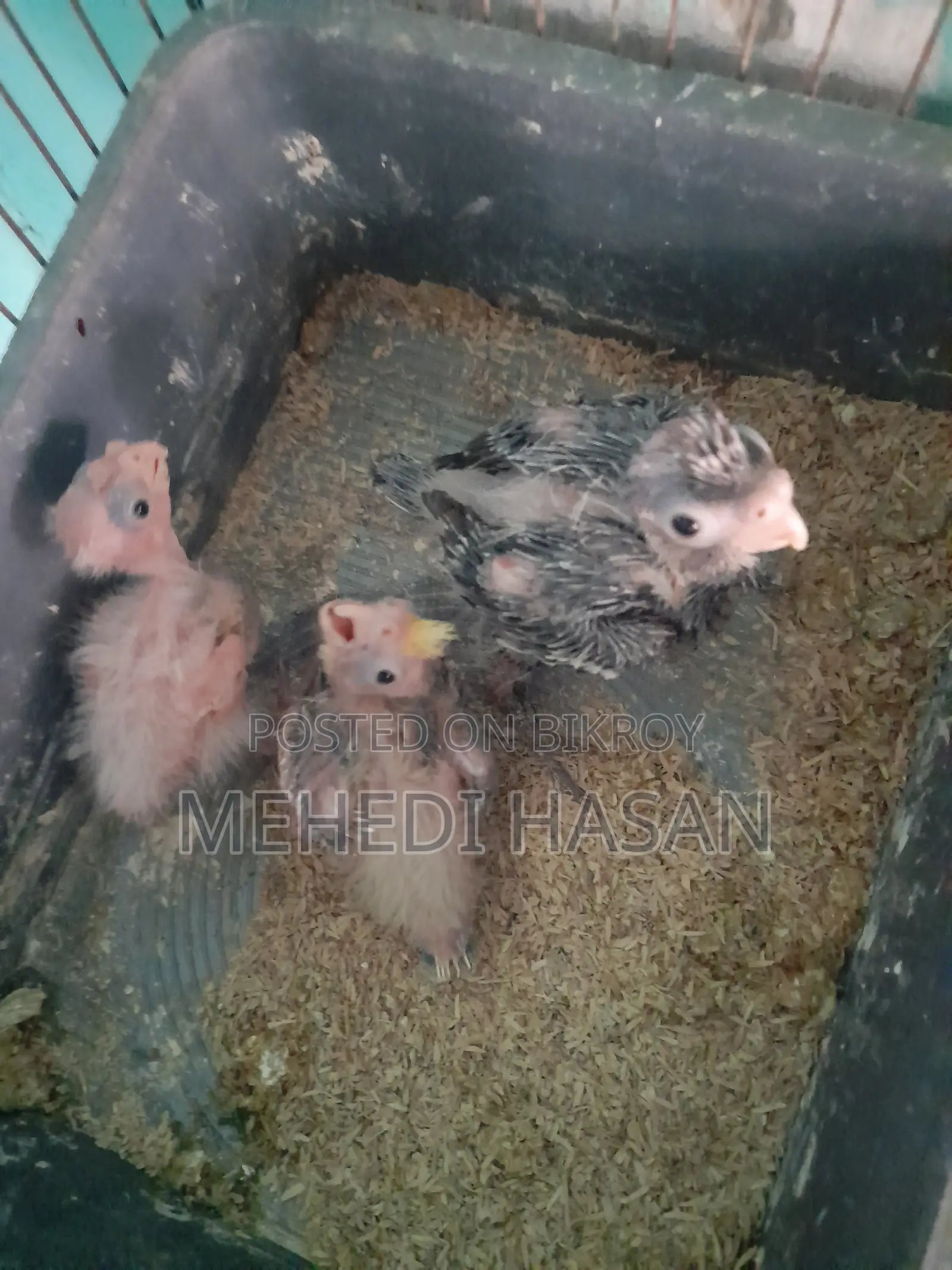 Cockatiel Bird Chicks