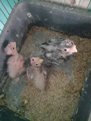 Cockatiel Bird Chicks