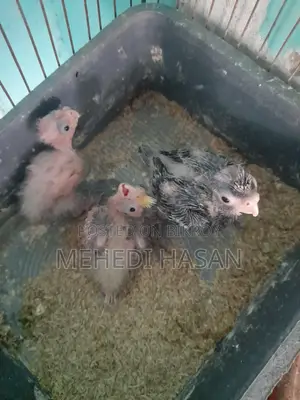 Cockatiel Bird Chicks