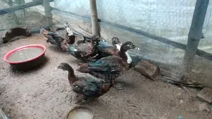 Muscovy Duck, Duck