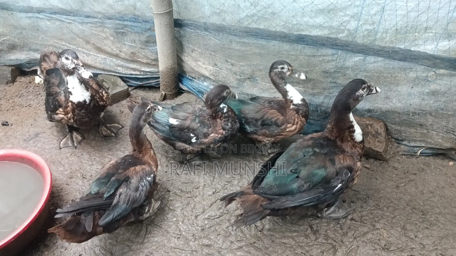 Muscovy Duck, Duck