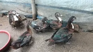 Muscovy Duck, Duck