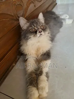 6-12 Months Male Purebred Persian