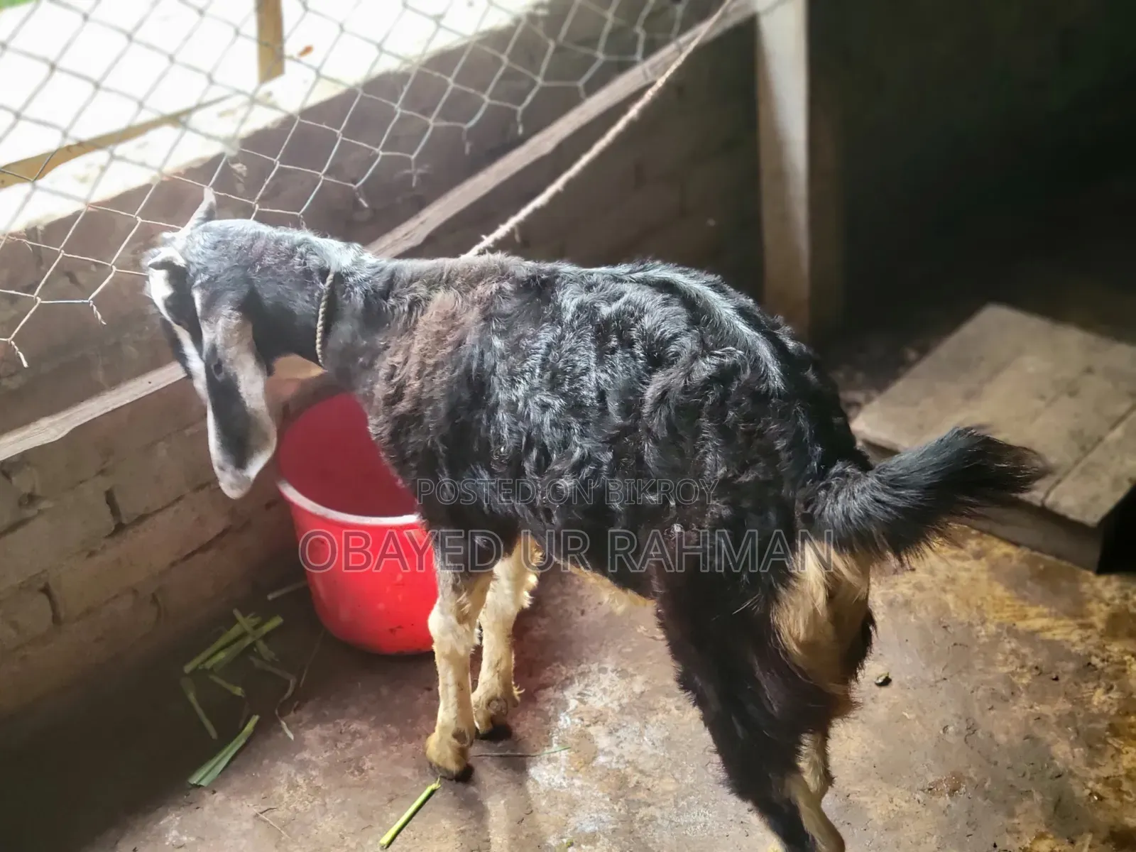 Black Bengal Goat