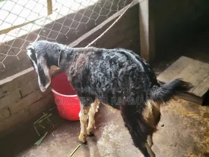 Black Bengal Goat