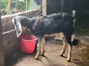 Black Bengal Goat