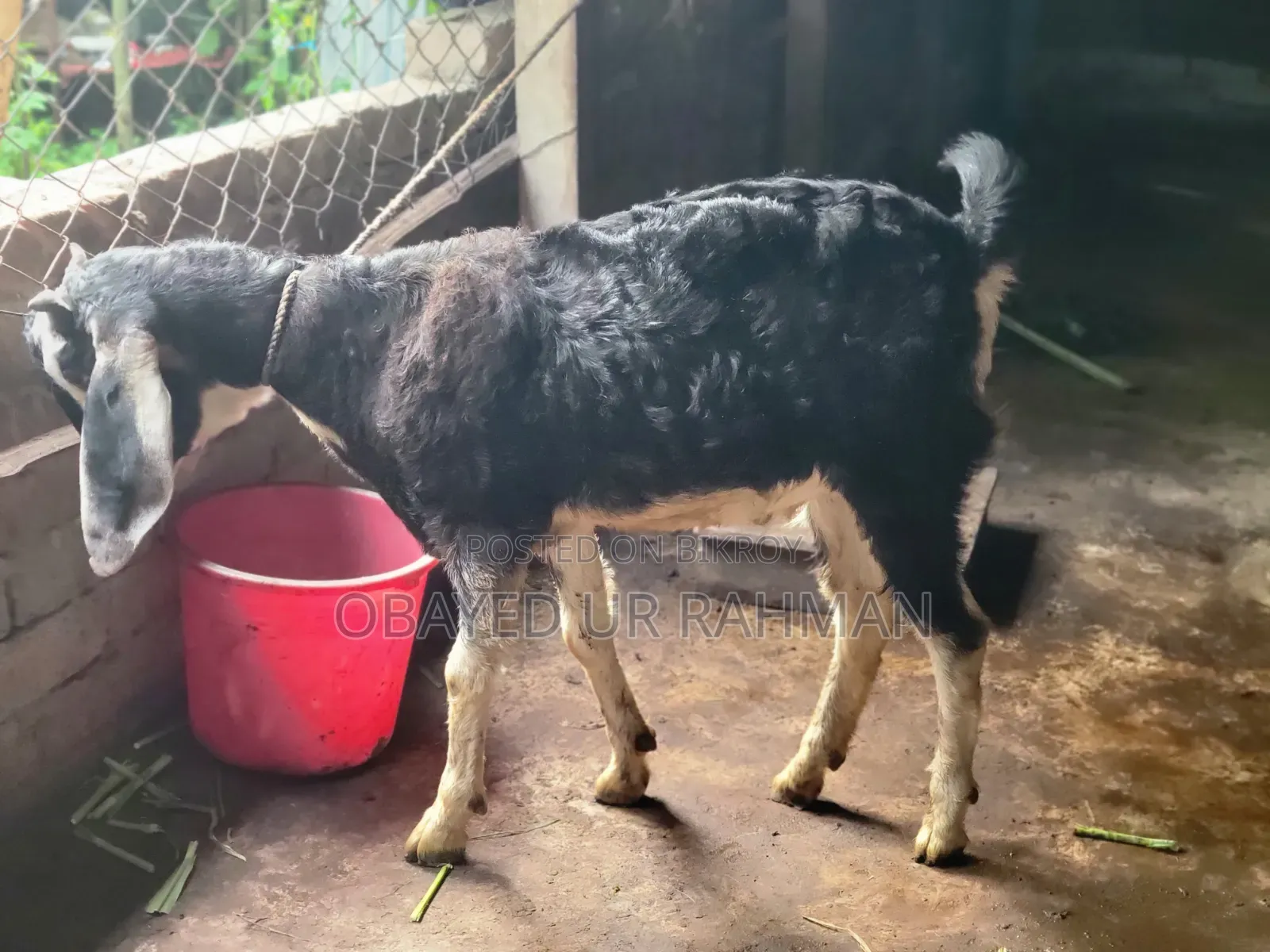 Black Bengal Goat