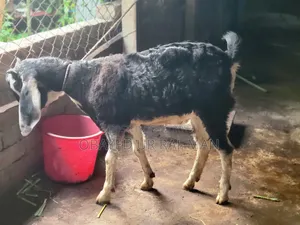 Black Bengal Goat