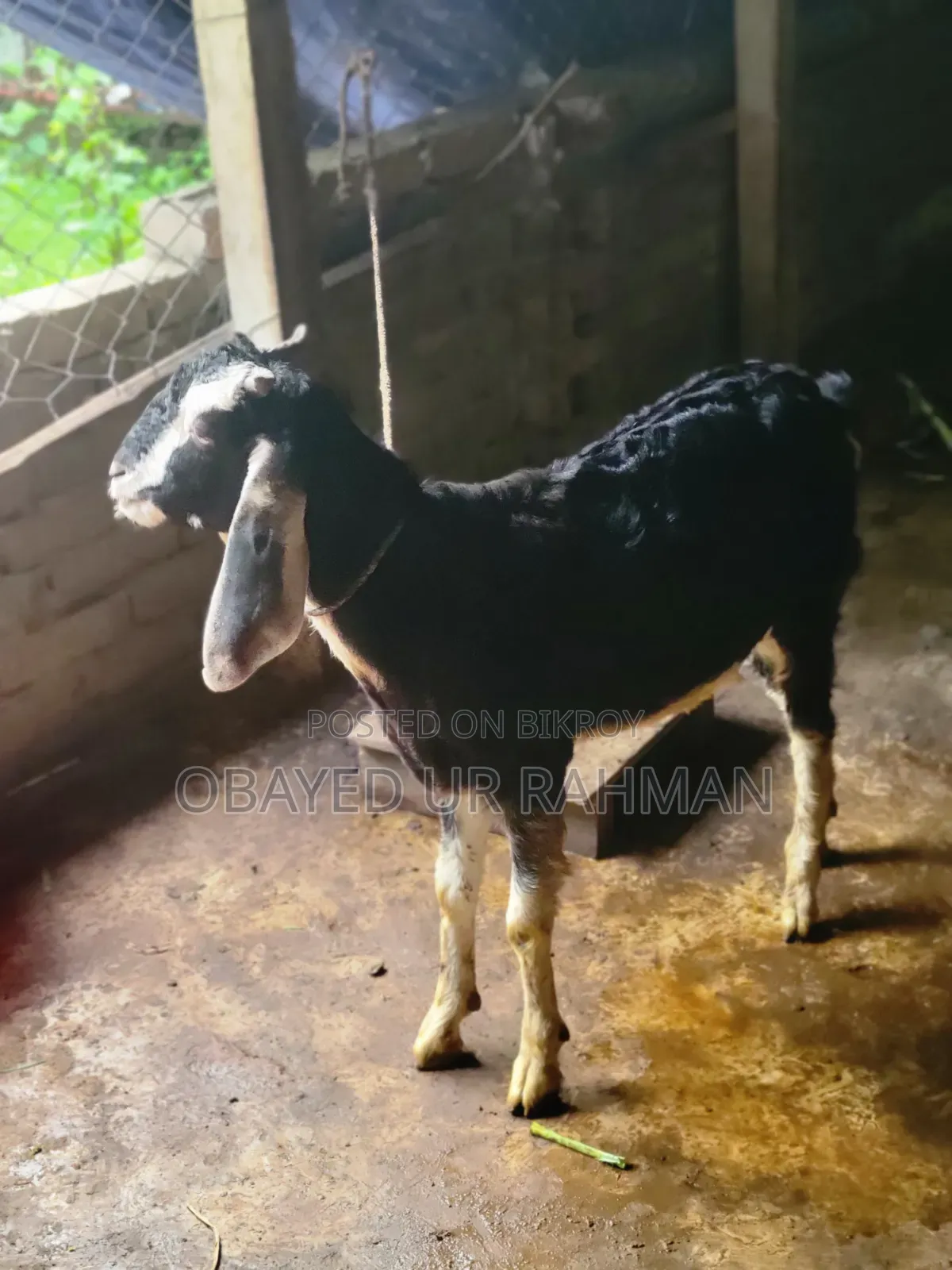 Black Bengal Goat