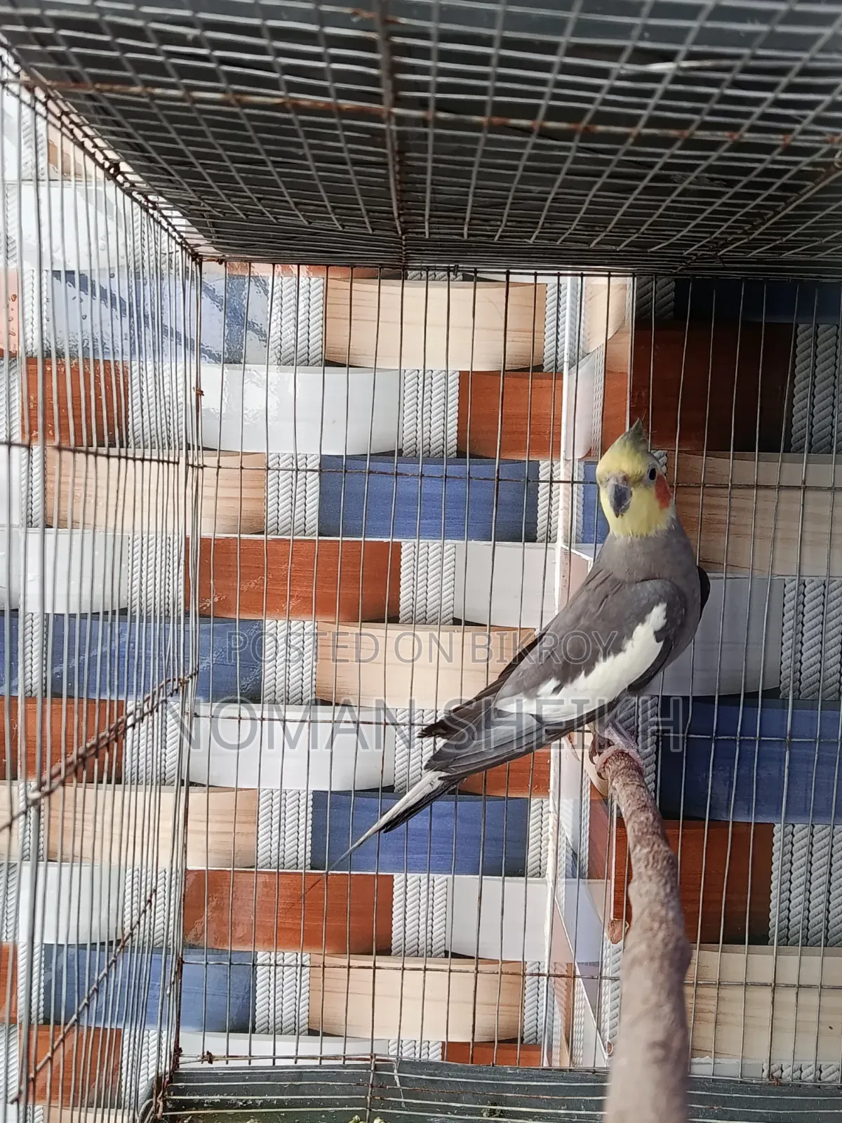 Male Cockatiel Running. In Full Mood