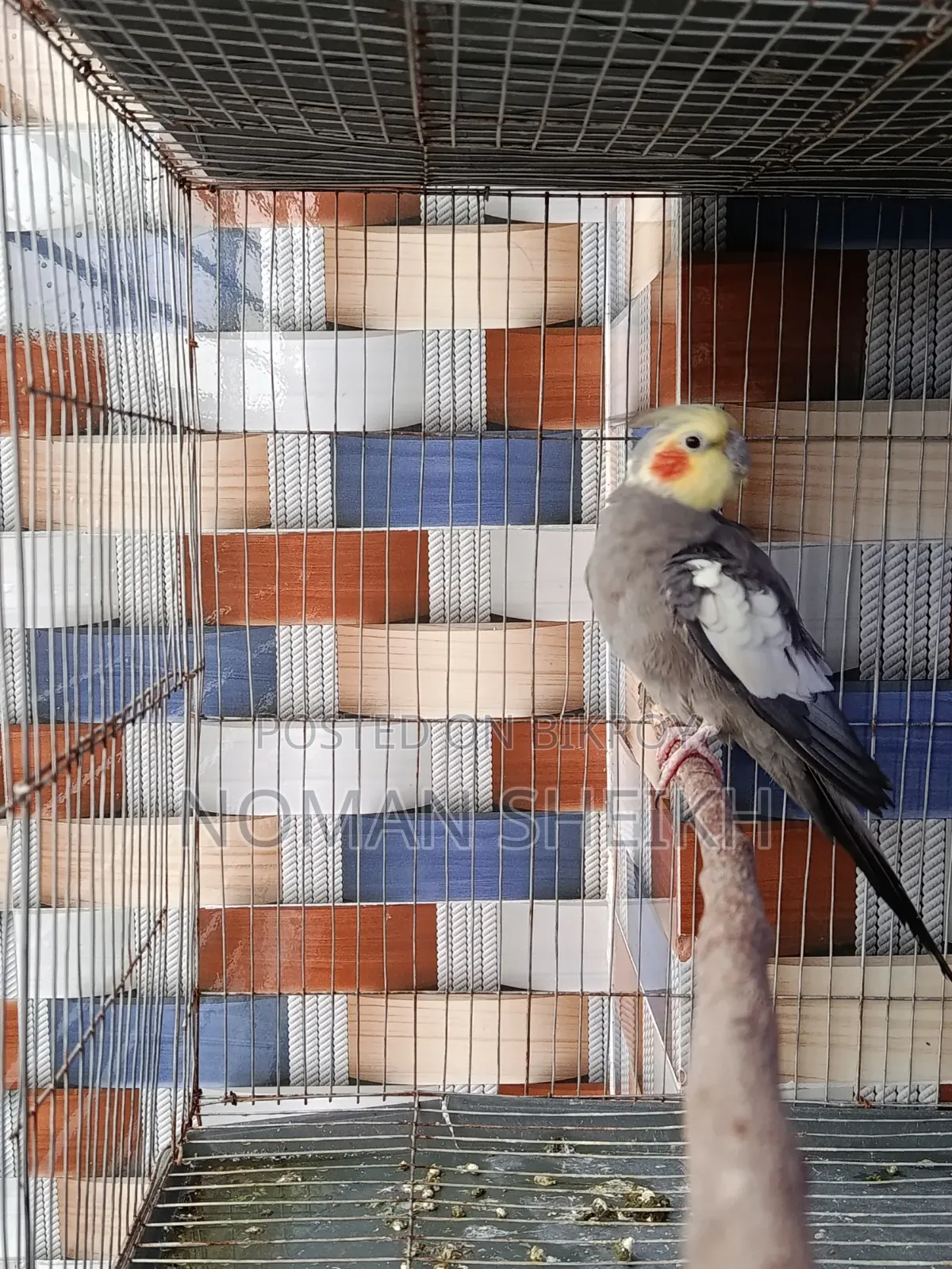Male Cockatiel Running. In Full Mood