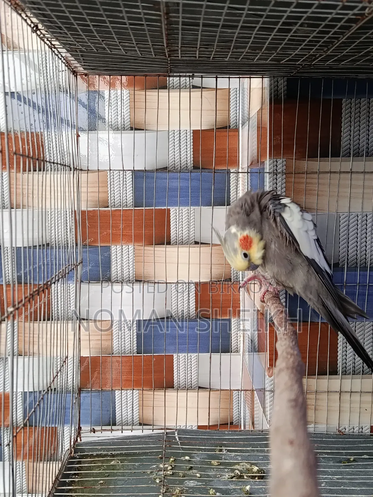 Male Cockatiel Running. In Full Mood